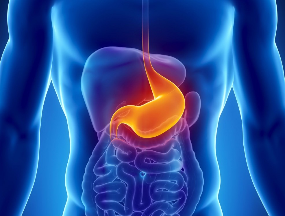 Male stomach - human digestive system